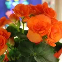 thumbnail for publication: A Beginner's Guide to Begonias: Classification and Diversity